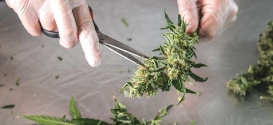 The Importance of Testing Cannabis for Heavy Metals