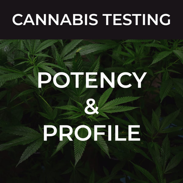 cannabis potency and profile