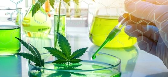 The Role of Analytical Instruments in Cannabis Testing