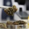 Why Cannabis Testing Is Essential to Consumer Safety